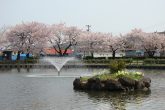 【八紘園】　池の周りには遊歩道と花壇が整備され、桜の開花時期には、絶好のお花見会スポットとなっている。散歩やジョギング、子供と一緒に遊んだり、お弁当や休憩に楽しめます。
