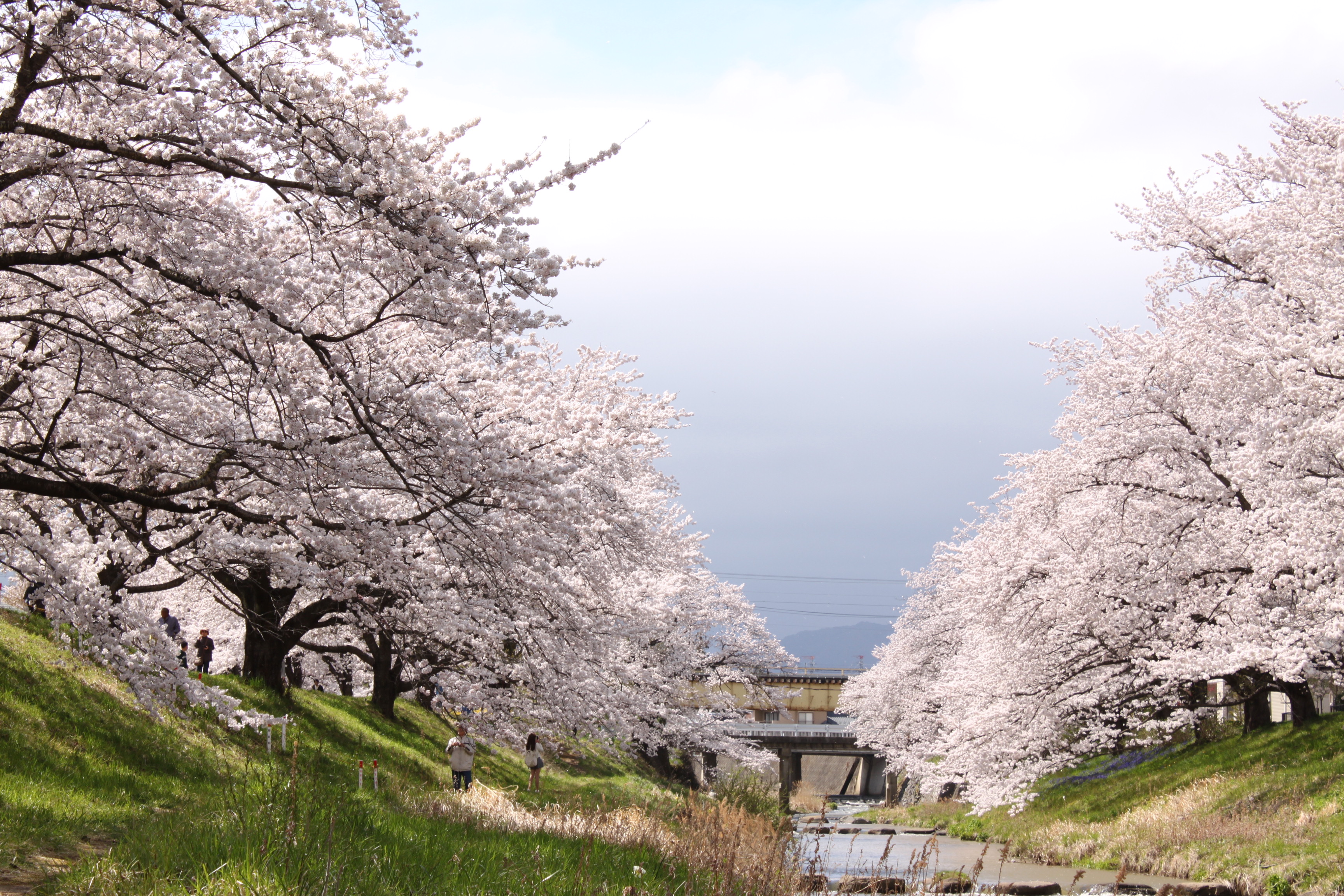 藤田川ふれあい桜 ふくしま移住計画