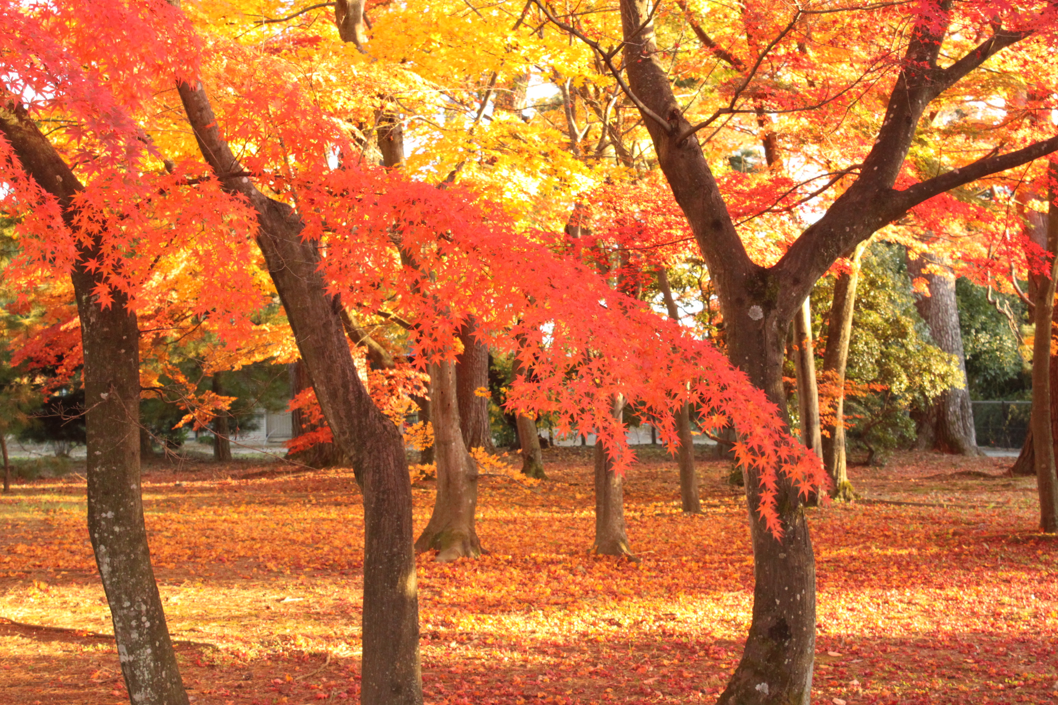 須賀川牡丹園の紅葉 ふくしま移住計画